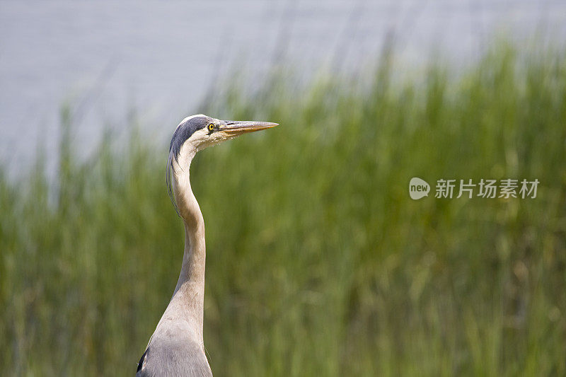 大蓝鹭Ardea herodias